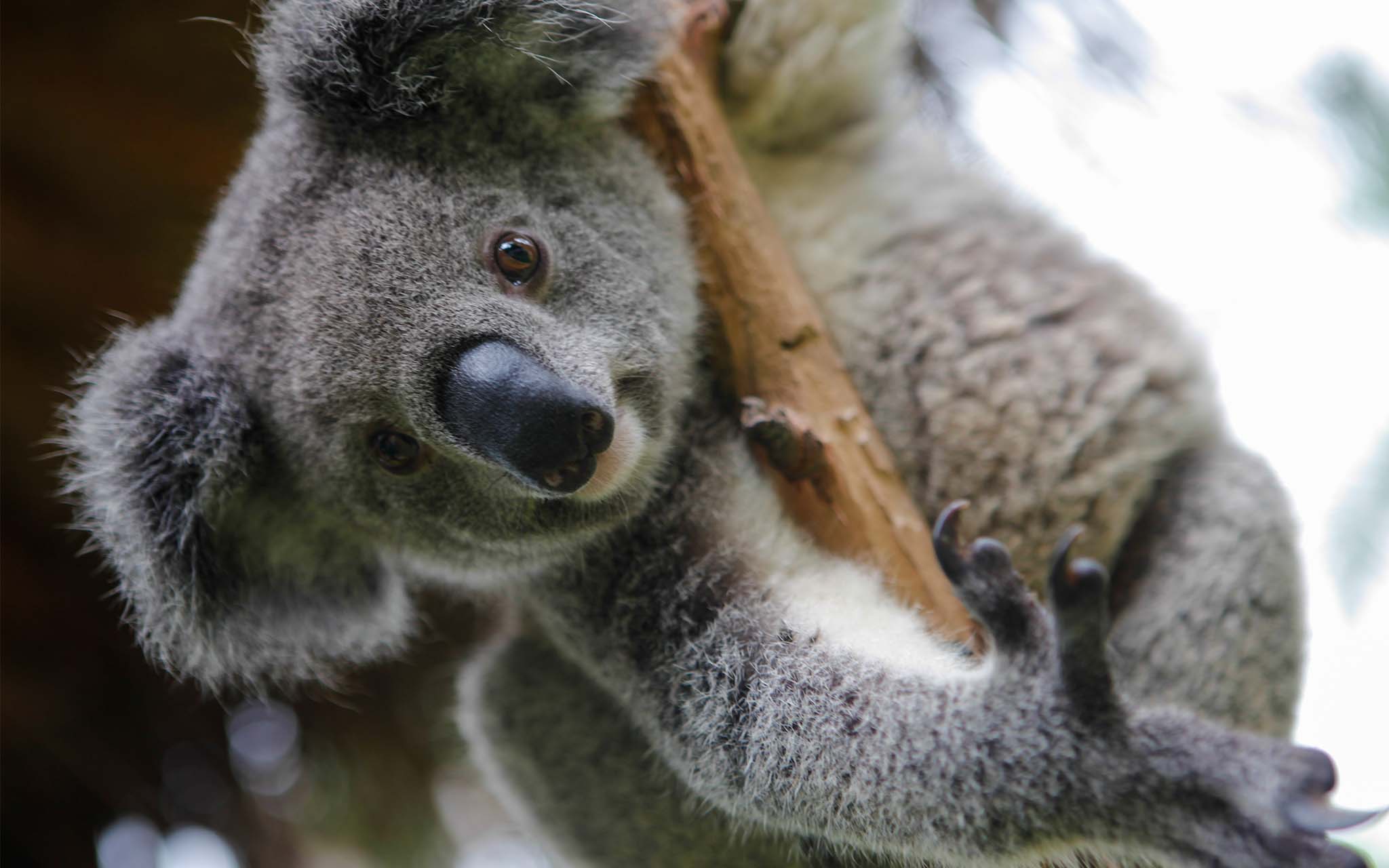 Working as a Doctor in Australia